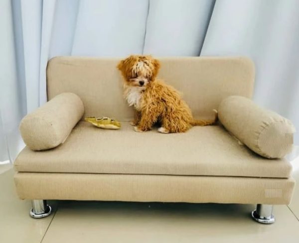 Sofá para Mascotas: Confort y Estilo