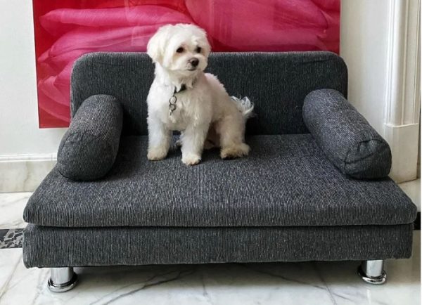 Sofá para Mascotas: Confort y Elegancia