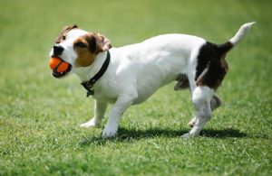 Rutina de ejercicios para perros de raza pequeña