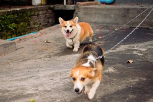 Rutina de ejercicios para perros de raza pequeña