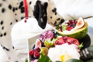 Alimentos prohibidos para perros que debes evitar