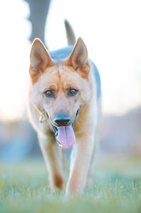 Cómo entrenar a un perro para caminar sin correa