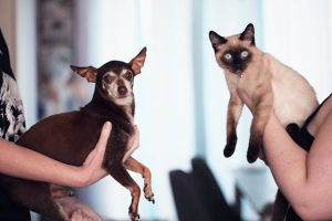 Cómo evitar peleas entre perros y gatos en casa
