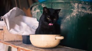 Cómo preparar comida casera para gatos con alergias