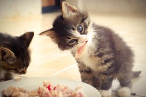 Cómo preparar comida casera para gatos con alergias