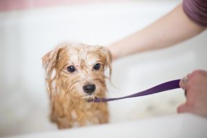 Mejores prácticas para bañar a un perro sin estrés