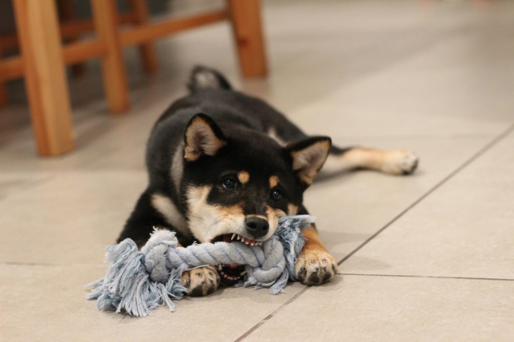 Cómo entrenar a un perro cachorro para que no muerda