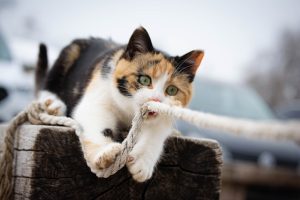 Cómo estimular mentalmente a un gato aburrido