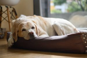 Consejos para cuidar a un perro anciano con artritis