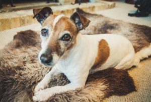 Consejos para cuidar a un perro anciano con artritis
