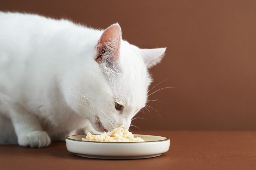 Consejos para una dieta equilibrada en gatos