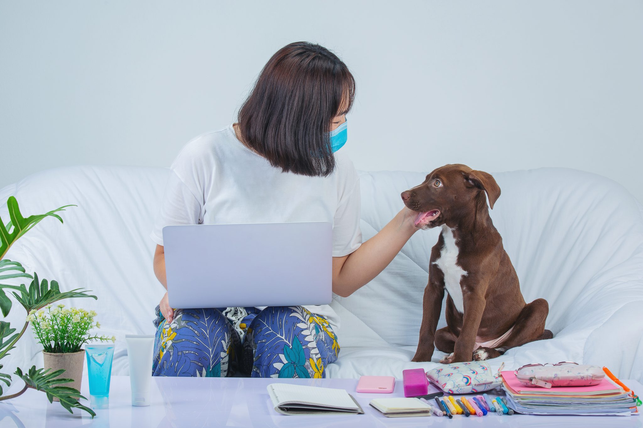 Cómo preparar un botiquín de primeros auxilios para mascotas
