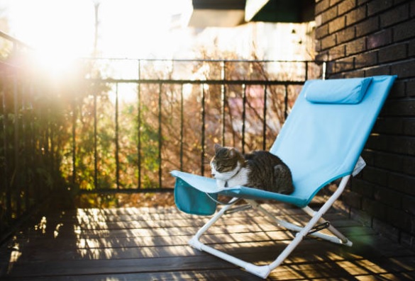 Consejos para Mantener a un Gato Seguro en el Balcón