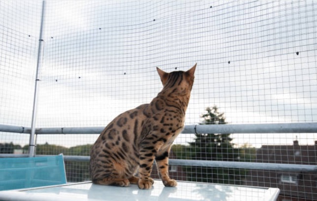 Consejos para Mantener a un Gato Seguro en el Balcón