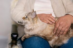 Rutinas Diarias para el Cuidado de un Gato Anciano